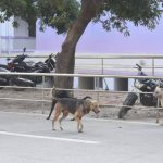 GMCH परिसरात भटक्या कुत्र्यांची संख्या वाढली