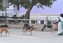 GMCH परिसरात भटक्या कुत्र्यांची संख्या वाढली