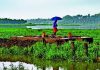 मान्सूनने महाराष्ट्राचे दार ठोठावले आहे, परंतु कोरड्या हवेच्या ड्रॅगने देशांतर्गत कूच करण्याचा धोका आहे